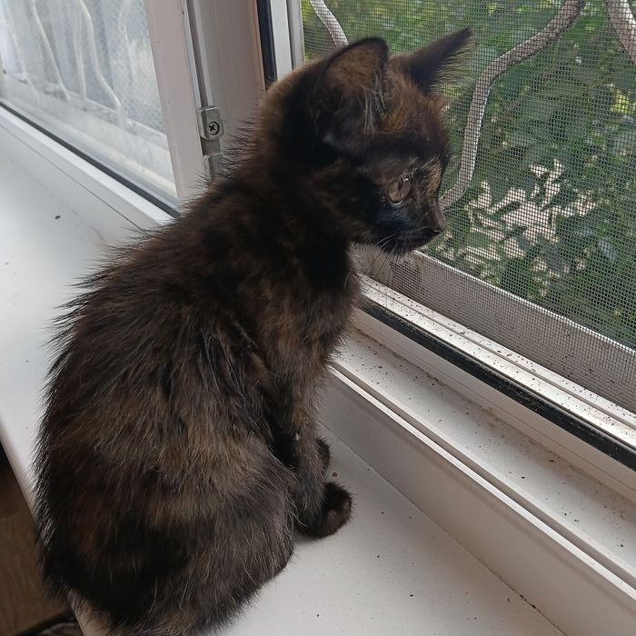 Котёнок бесплатно девочка
