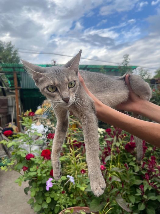 Абиссинская кошка