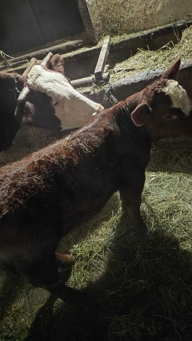 Vând vacă și vițel