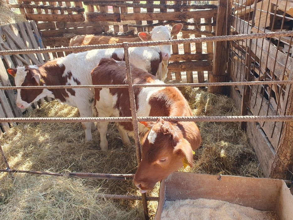 Vand 3 vitele baltate