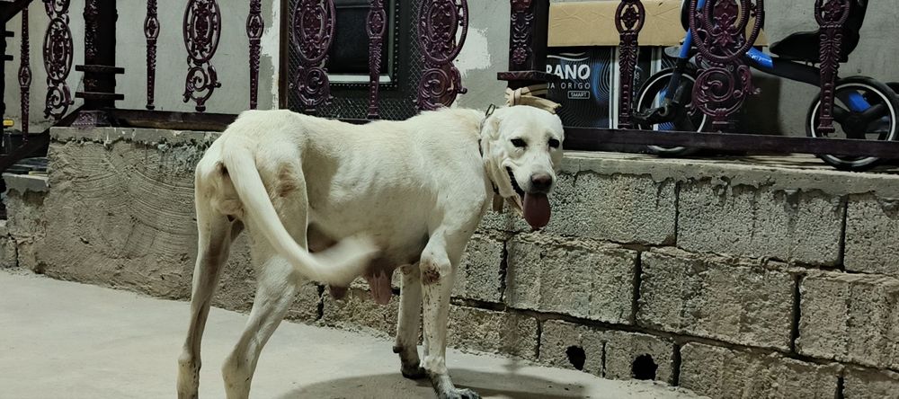Urg'ochi alabay sotiladi