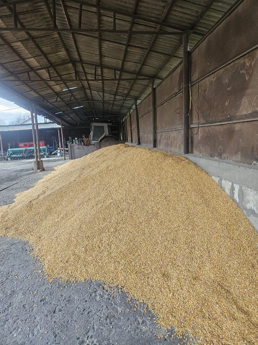 Vând porumb an de productie 2025 cu 0,70lei.Pretul este negociabil.