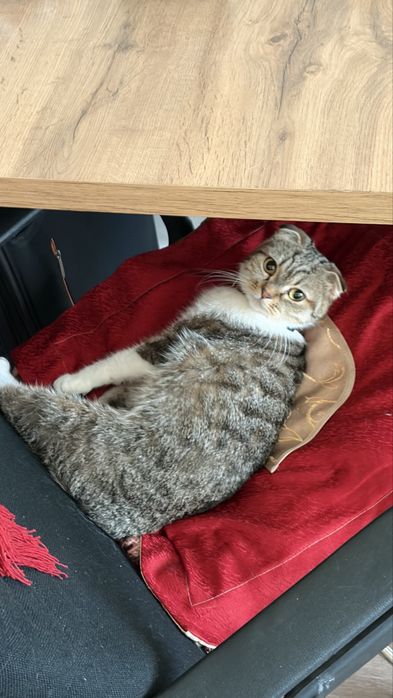 Кошки вислоухие даром