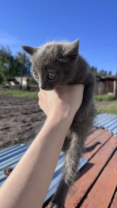 Котята прекрасные