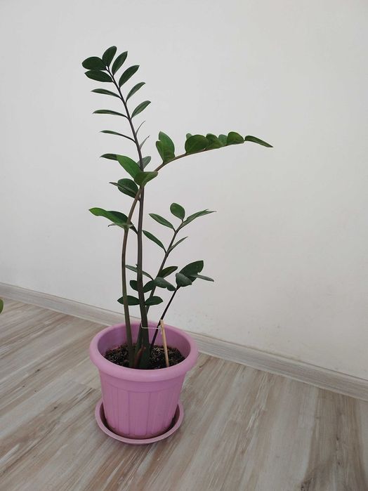 Продаются Домашние цветы Замиокулькас.