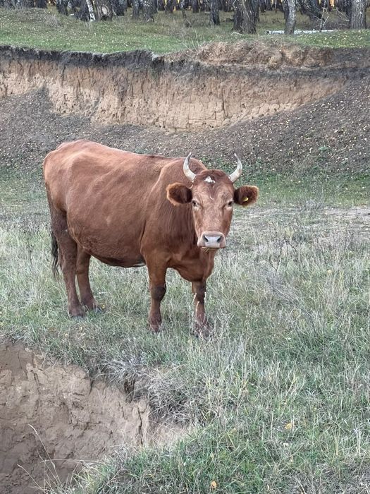 Срочно продам молодняк и корову