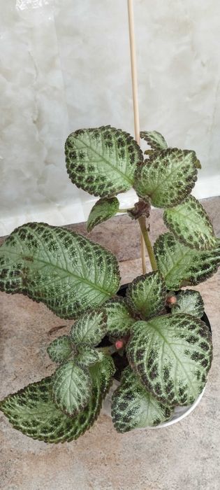 Стайни цветя за продажба!