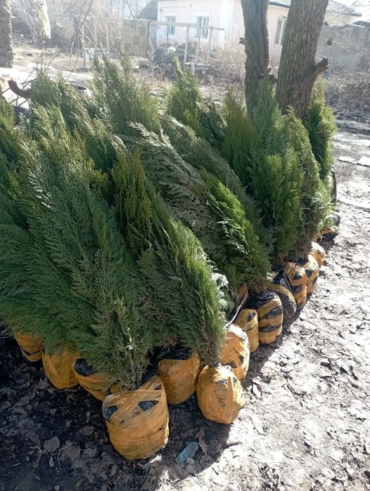 Сад и растения туя