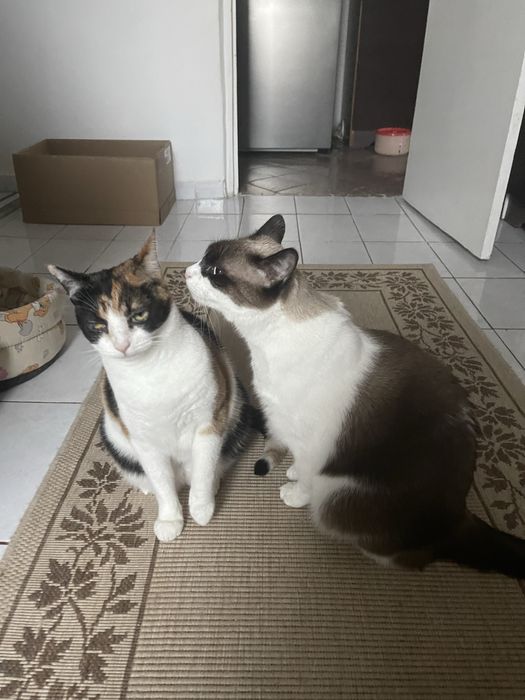 Pisici de pe strada pentru adoptie (sterilizate vaccinate)