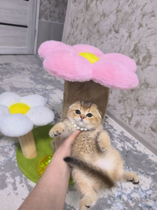 Котята от правильной вязки