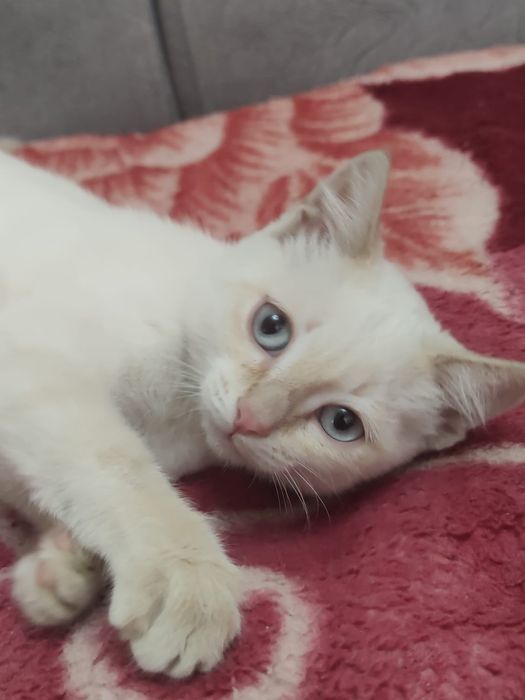 Дарю красивого котёнка