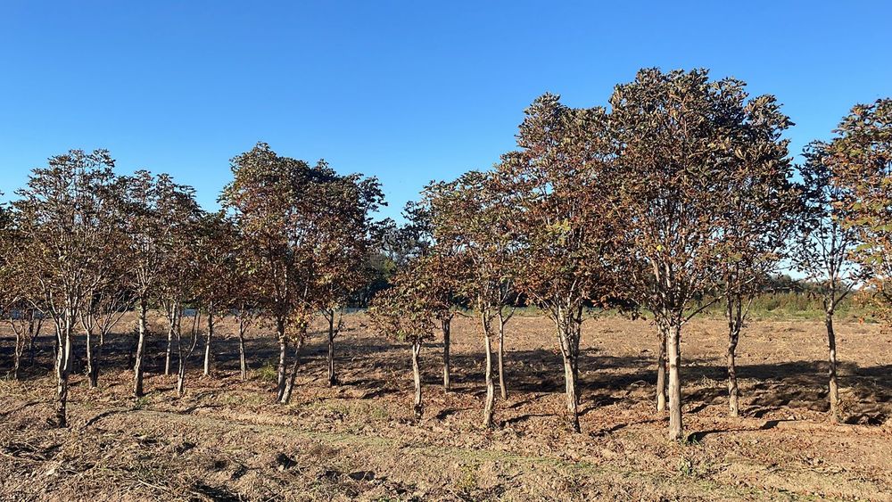 Катальпа Липа Дуб крупномеры