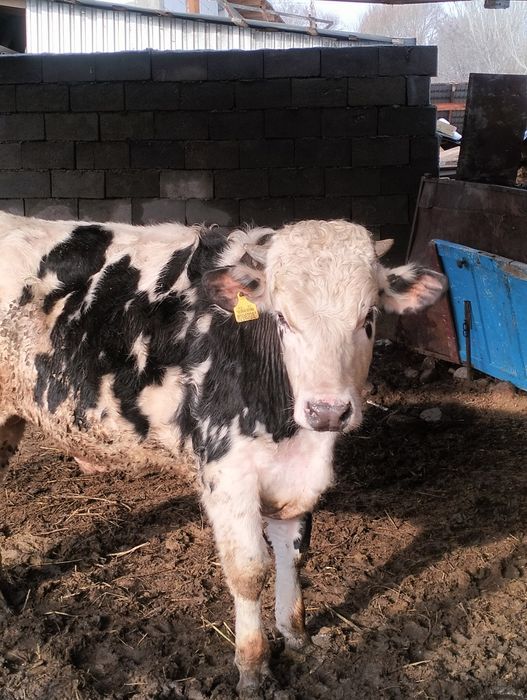 Сельхозживотное бык