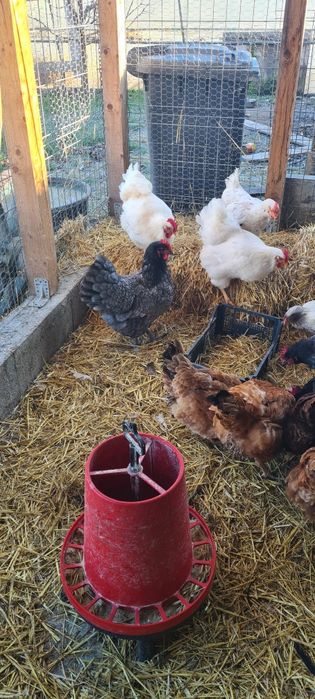 Vând Gaini Australop Albastru  și Playmonth Alb