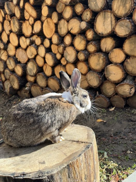 Iepure rex pitic mascul