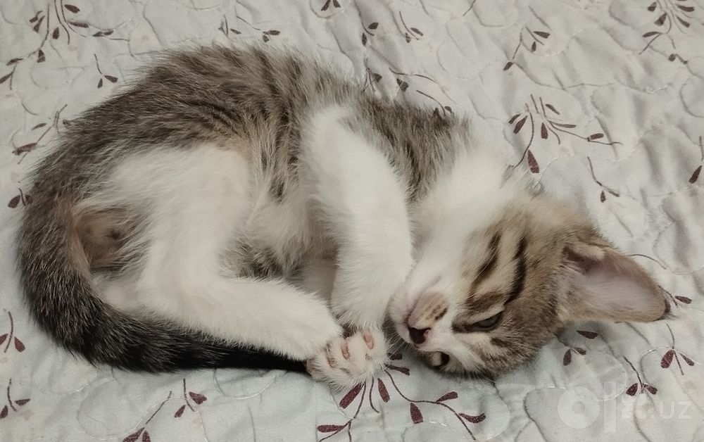 Котёнок домашний.
