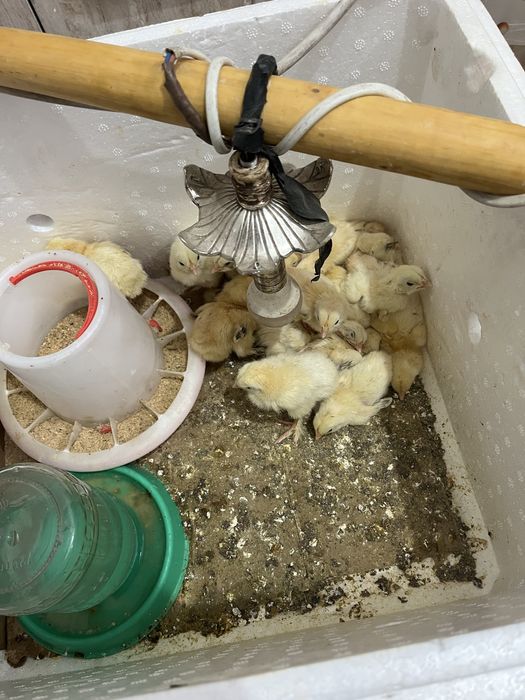 Цыплята пятидневные