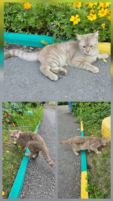 Красивый котик в добрые руки