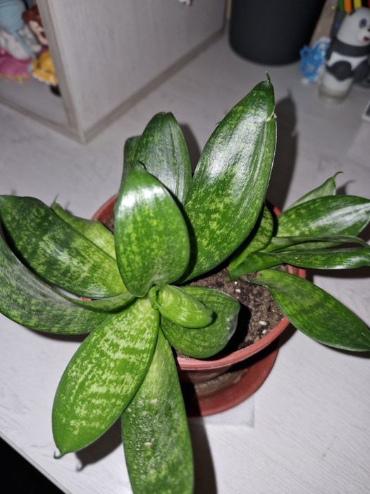 сансевиерия ханни 25 тысяч