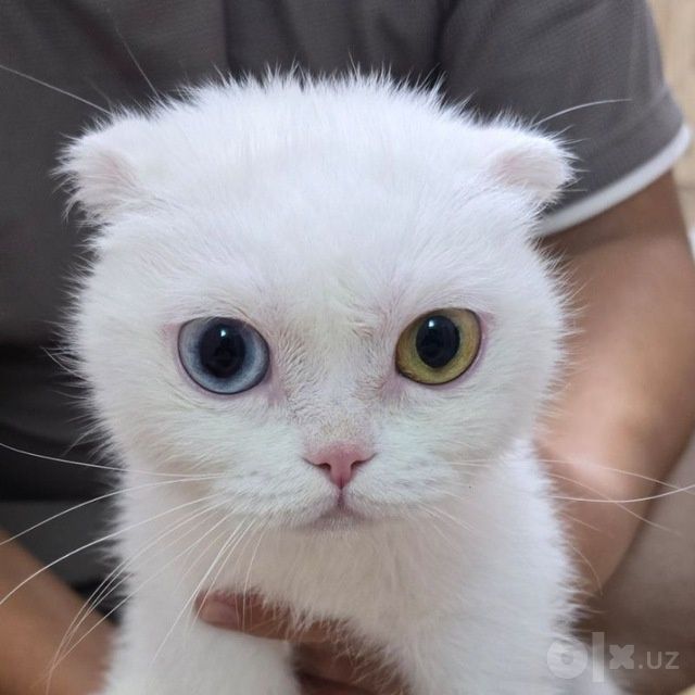 Mushuk sotiladi zotdor