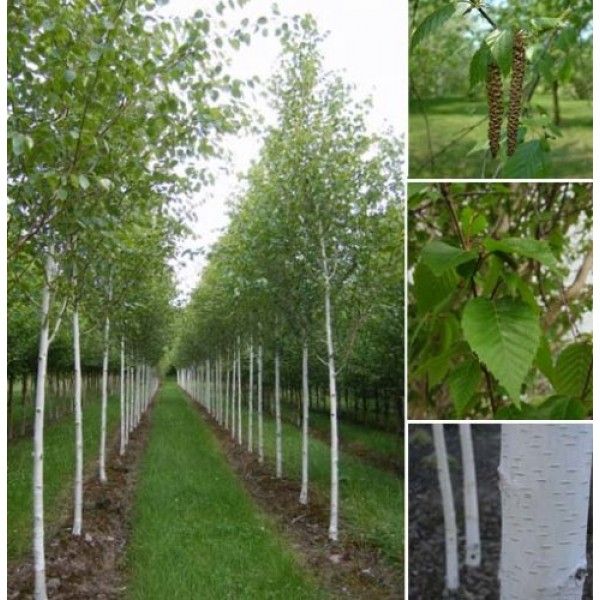 Tuia smarald, brad argintiu si verde, catalpa, buxux glob, bonsai, etc