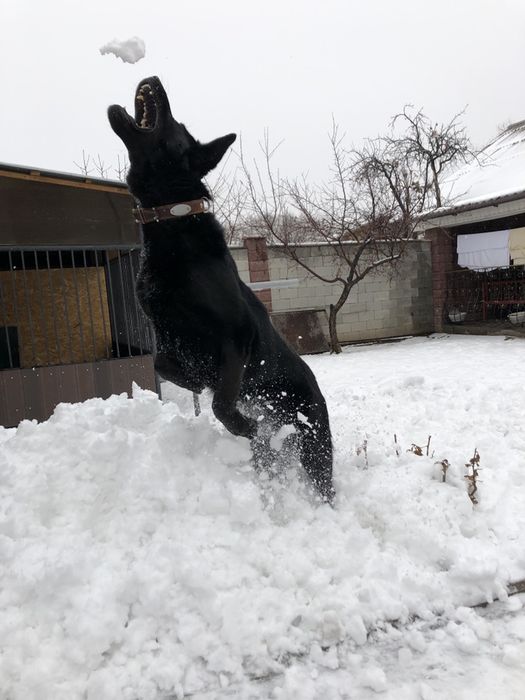 Вязка немецкой овчарки