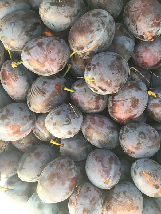 Продавам сини сливи Стенлей
