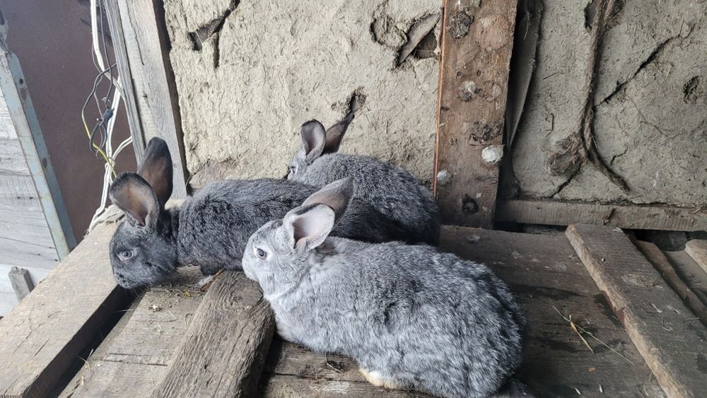 Продам кроликов на племя