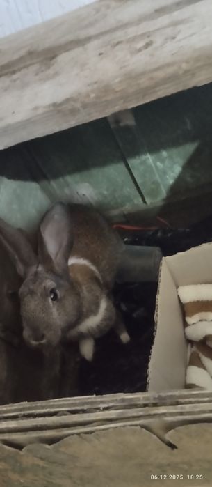 Қоян , мальчик 3,5мес