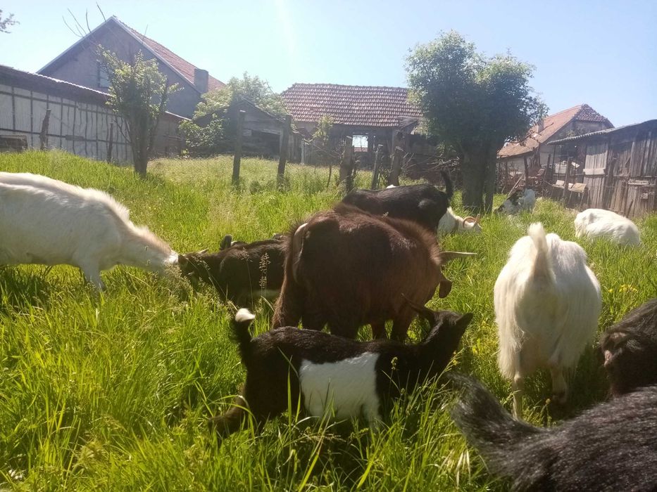 Iedutii anglonubian+ Țap anglonubian