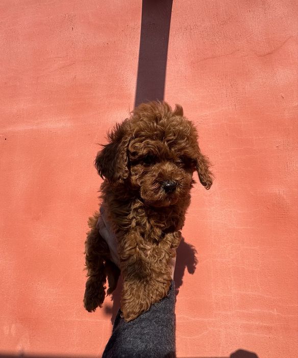 Продавам той пудел - момче Възможна доставка