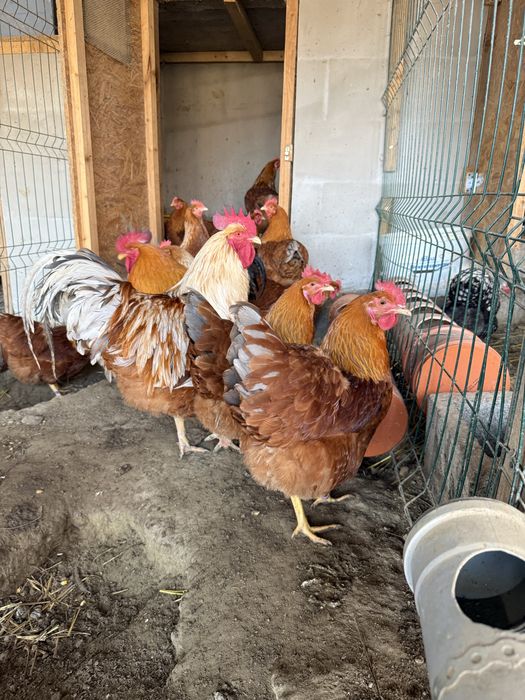 Gaini Oua de incubat diferite rase