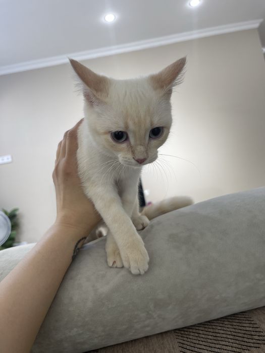 Домашние котята