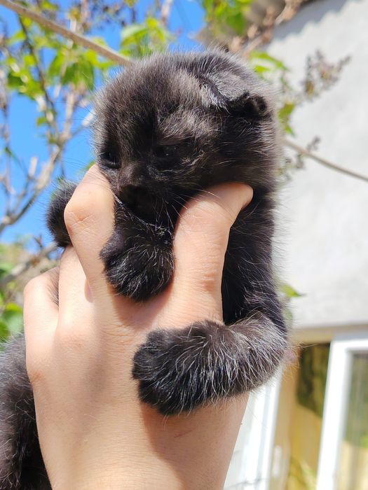 Sotiladi skotish fold