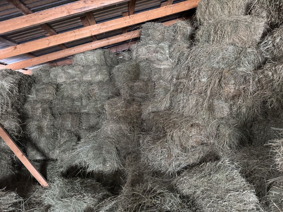 Сено разнотравье щоп