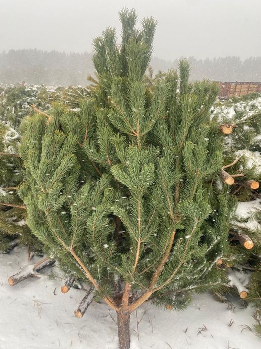 Доставка сосна, ель, крестовина розница