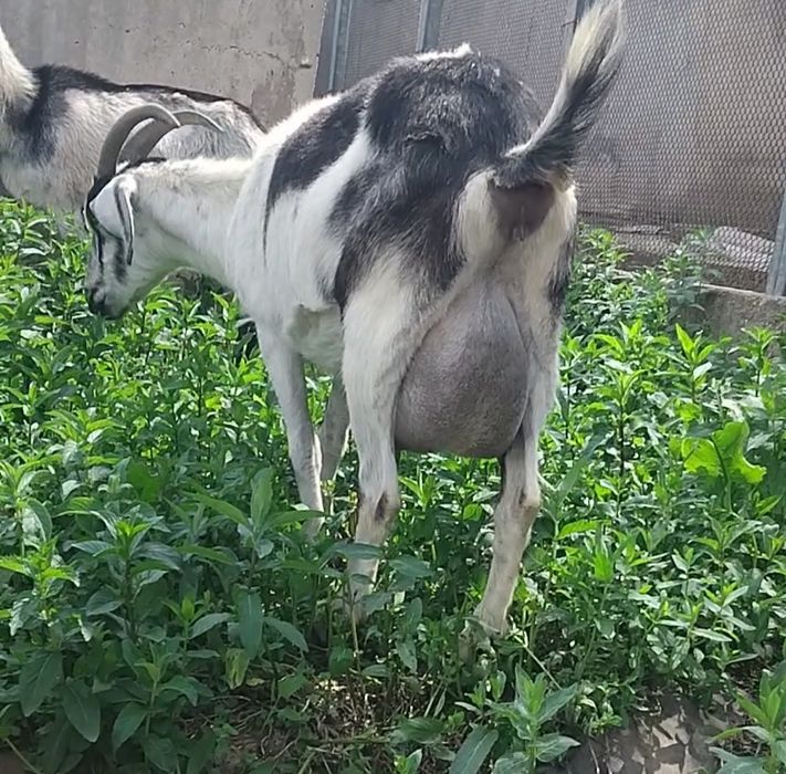 Альпийский пиакок ешкі сатылады