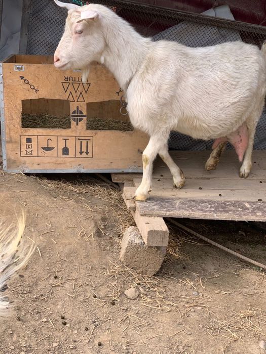 Ешкі сатылады. Зааненский, сүті мол.