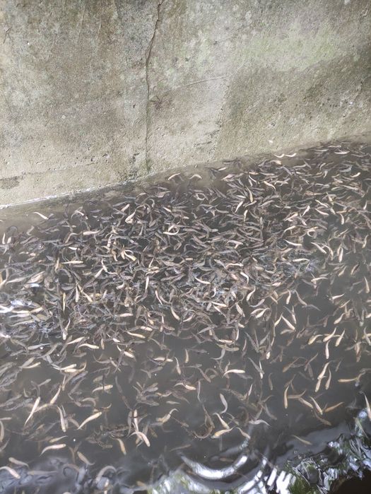 Зарибителен материал зарибител за пъстърваи балканска пъстърва