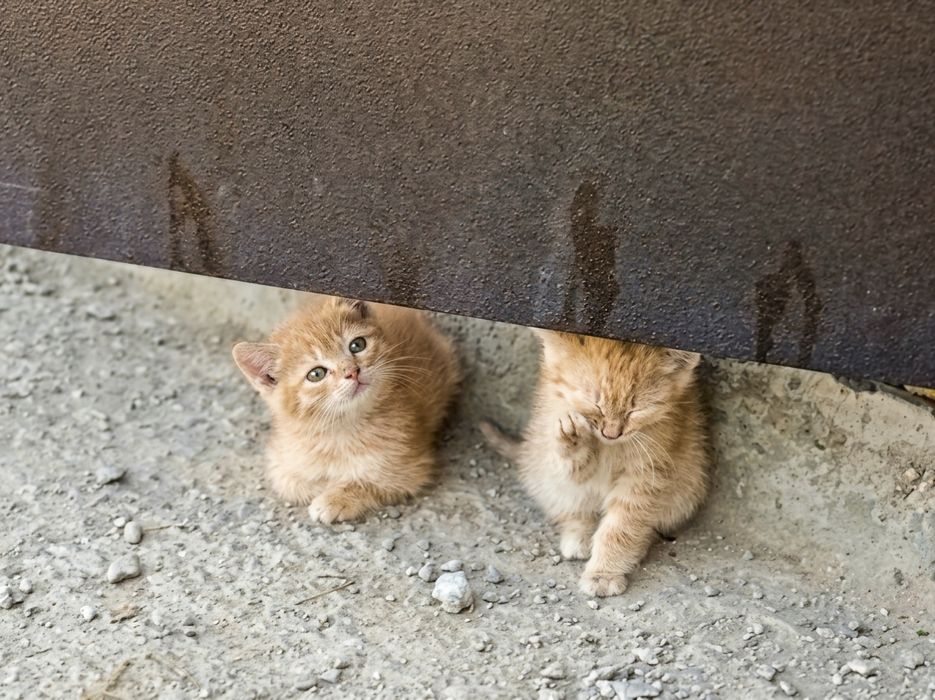 Отдам котят в хорошие руки