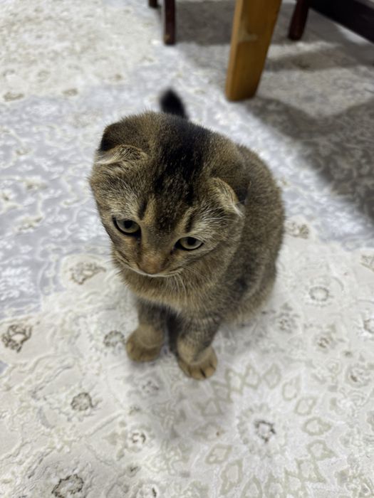 Золотоя Шиншилла Шотландский Фолд