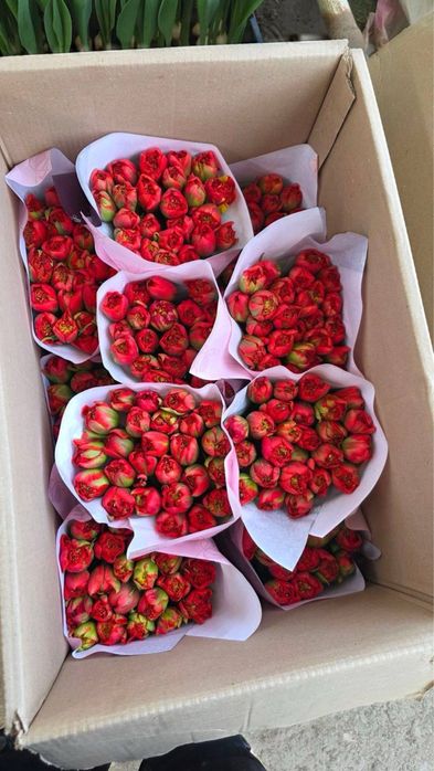 Тюльпаны оптом в розницу/ корпоративные заказы