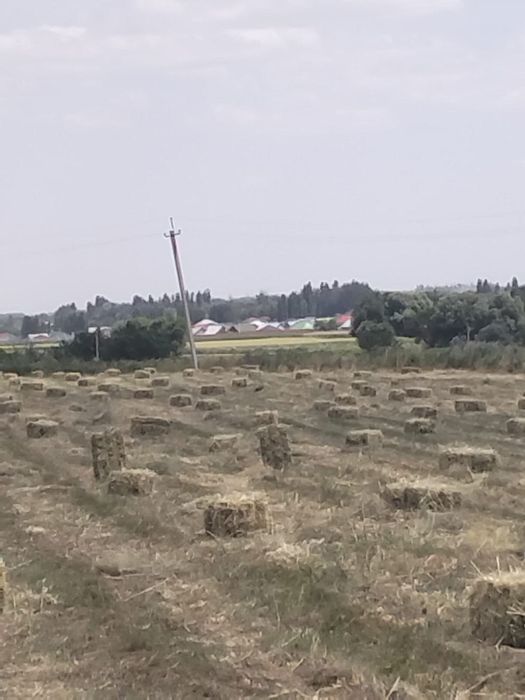 Сено разнотравье