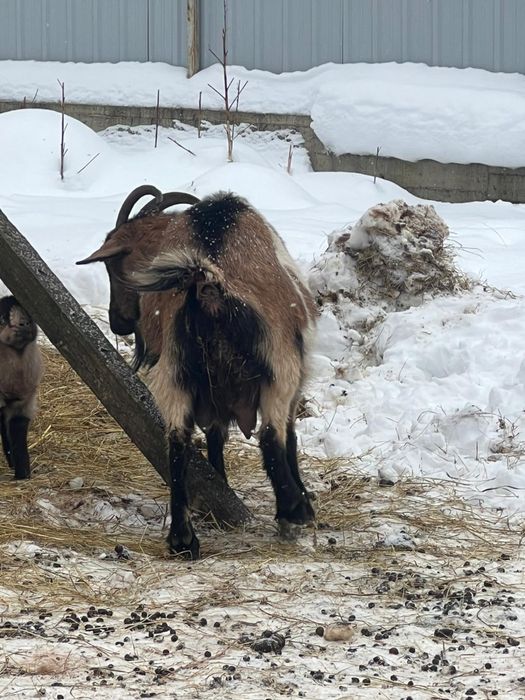 Capra de lapte+ieduț