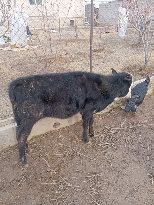 Животные бузоу теленок