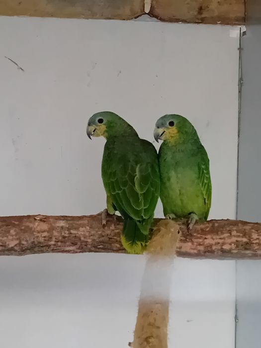 Vând  Amazon pereche  și roza kakadu  blânzi