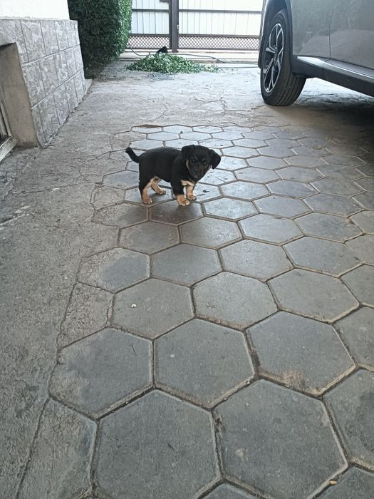 Отдам в добрые руки щенка