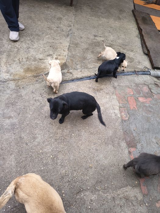 Donez pui de catel talie mica