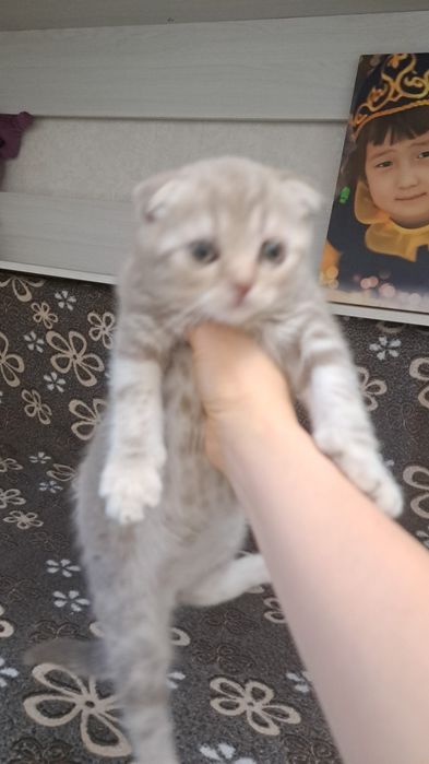 Продам  шотландского котенка