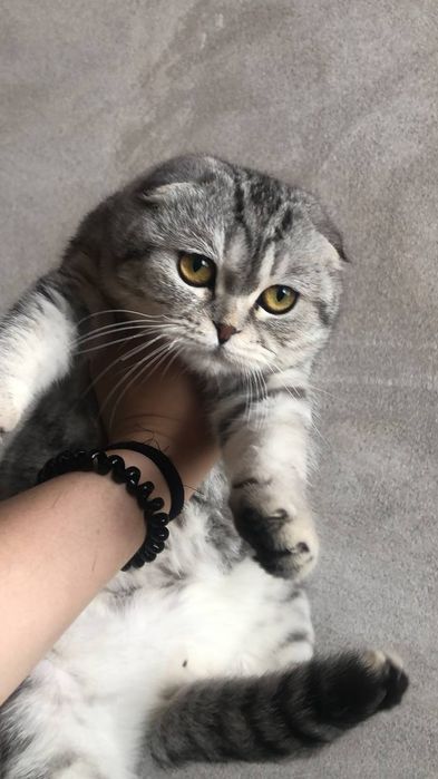 Британская шилшила мальчик продаю